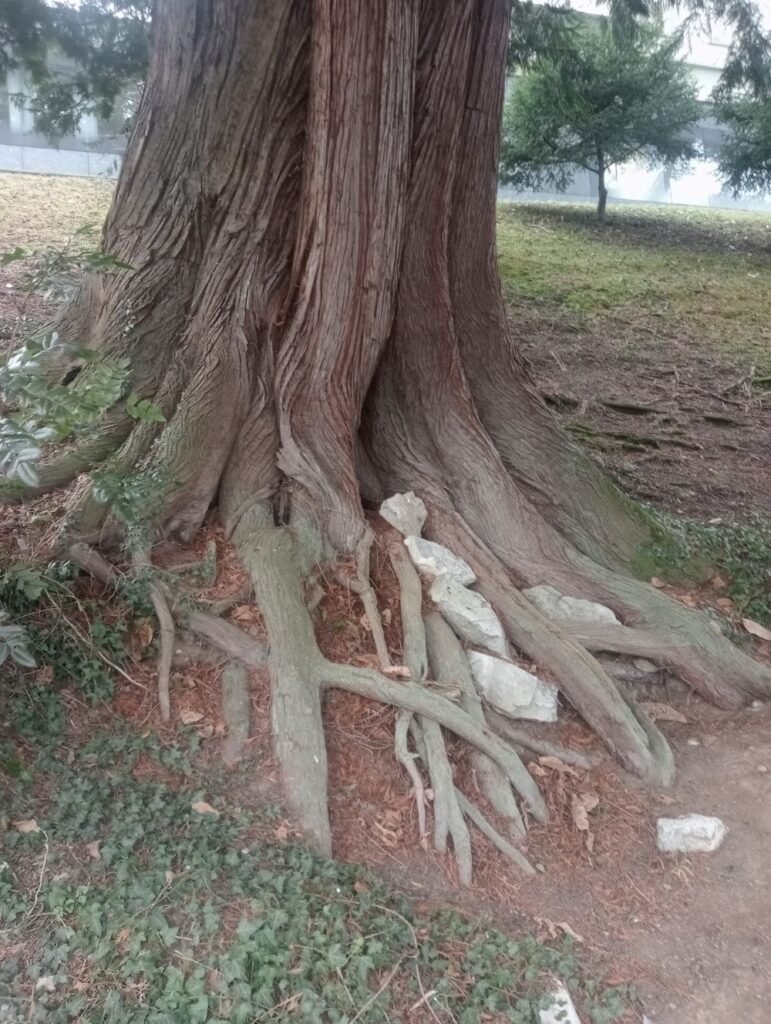 Baumwurzen - Standfestigkeit - Stabilität