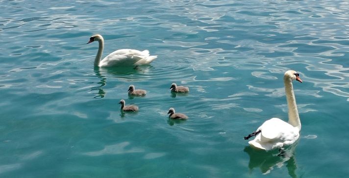 Schwan Familie Vision manifestieren - Ziele erreichen