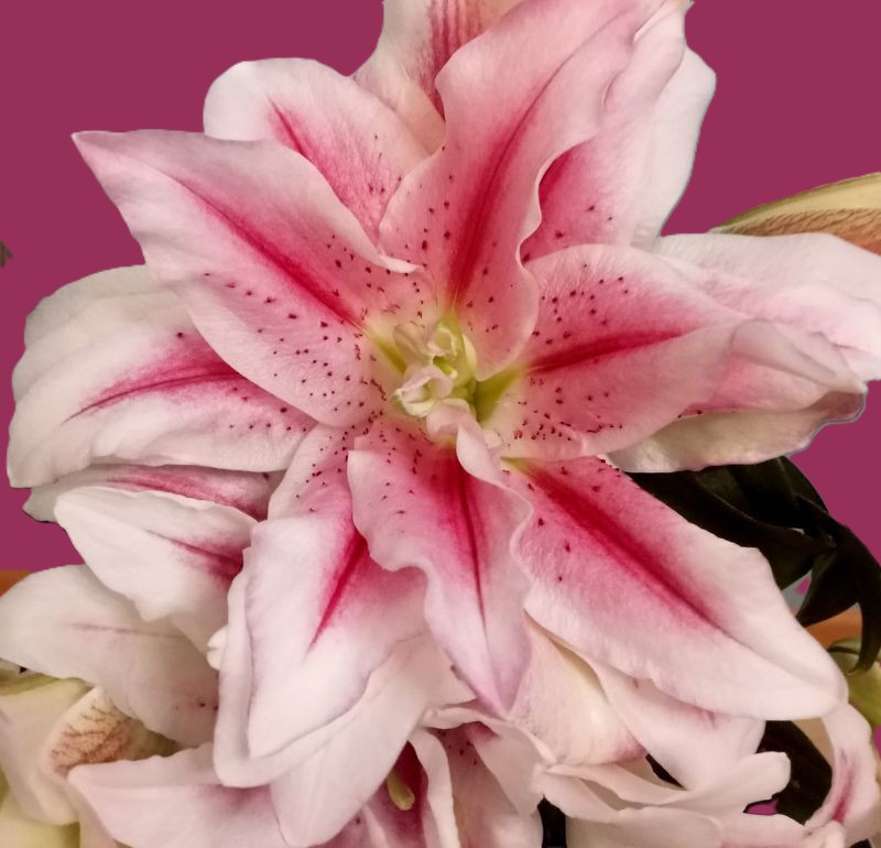 Blume - Leben und Sterben