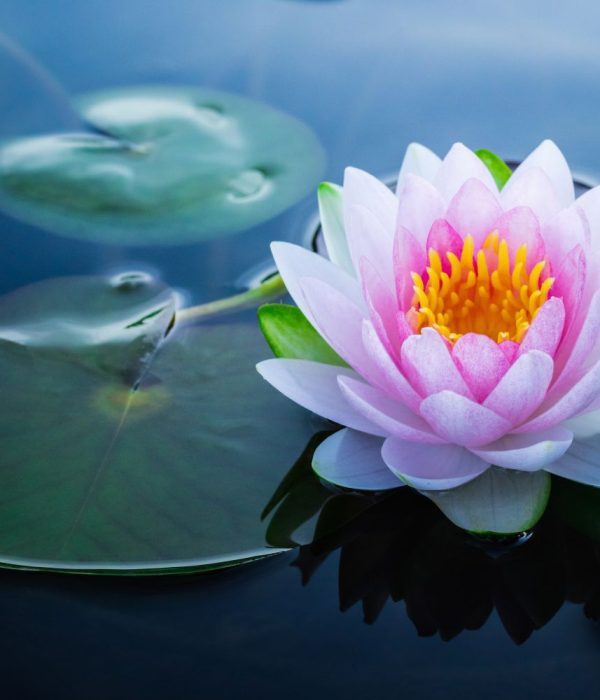 Lotusblume Persönlichkeitsentwicklung entdecke Deine Schönheit